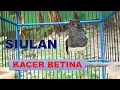 Download Lagu KAcer betina MEMANGGIL kacer Jantan agar CEPAT RESPON GACOR Dan BIRAHI