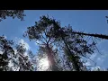 Download Lagu ~Ніжна музика для душі|Ліс, спів пташок заспокоює нервову систему|Релакс~Gentle music for the soul❤️