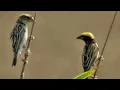 Download Lagu suara mp3 pikat semua jenis burung manyar