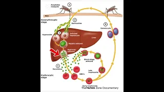 Life cycle of malaria