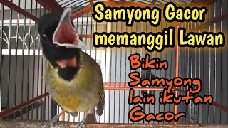 Download Samyong gacor memanggil lawan | masteran burung samyong MP3