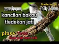 Download Lagu masteran kancilan bakau / tledekan jati