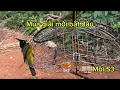 Download Lagu Chào Mào Núi Bẫy Đấu Mồi S3 Tái Xuất Giang Hồ và Đây Là Kết Quả