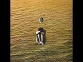 Teardrop - Deep Sea Diver
