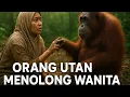 Download Lagu Wanita Ini Diselamatkan Orang Utan, Keajaiban yang Tak Pernah Terbayangkan!