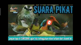 Download pijat semua jenis burung kecil MP3