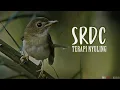 Download Lagu SRDC Terapi Nyuling
