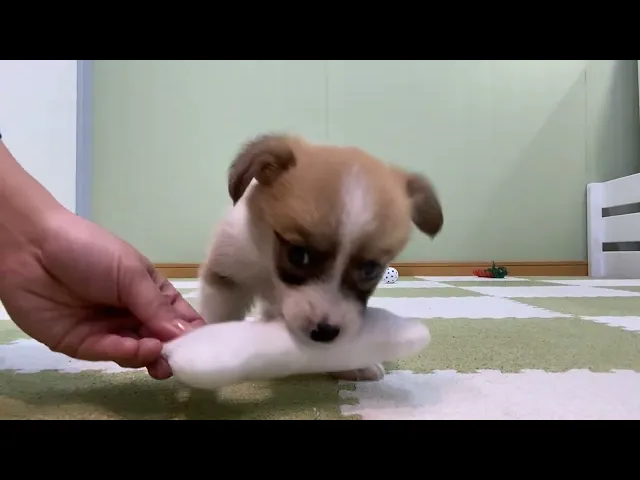 動画