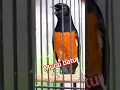 Download Lagu burung murai batu full isian mewah #masteranmuraibatu #birds
