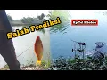 Download Lagu Salah Prediksi !! umpan Aci dihajar ikan Mas