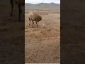 Caught on Camera HUGE Bull Elk Sheds Antlers
