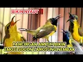 Download Lagu AHLI JEBOL EMOSI ‼ CUIT CUITAN JITU SOGON GACOR PENAIK EMOSI, SOGON TROTOL GACOR CEPAT NEMBAK