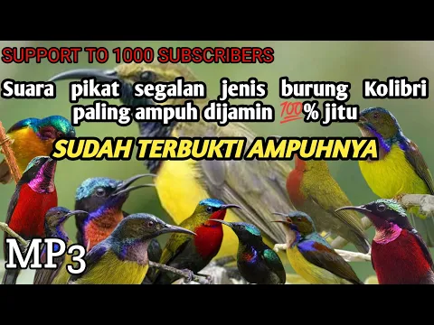 Download MP3 suara pikat semua jenis burung Kolibri_full durasi 1jam_100% ampuh.