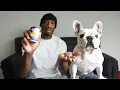 Fish Amoxicillin for Dogs The Ultimate Guide to Healing Infections with Confidence and Care
