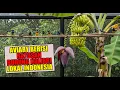 Download Lagu AVIARY BERISI RATUSAN BURUNG KOLIBRI INDONESIA, ADA KONIN, SOGON, KORLAP, KOLIBRI MERAK - BISA !!