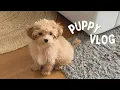 Puppy Vlog Life with a maltipoo puppy trying new toys