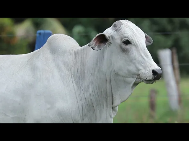 Novilha Nelore TRE - 4310