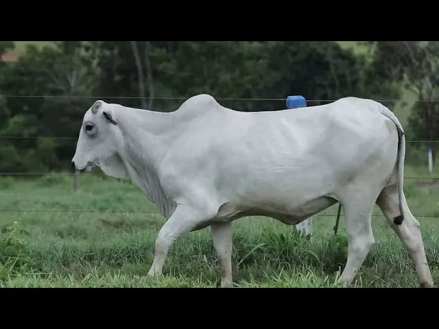 Novilha Nelore TRE - 4310