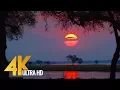 Download Lagu 4K Wild Animals - Africa, Mana Pools National Park with Nature Sounds - 4 HRS
