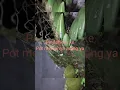 Download Lagu cara memperbanyak anggrek hitam / pandurata. #anggrekhitam #merawatanggrek #short