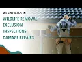 Veteran-Owned Raccoon Removal Service in St Louis AJS Wildlife