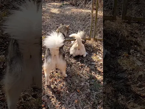 Смешные Собаки!