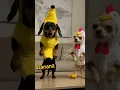 Download Lagu Chicken Banana Dance #dance #dancing #chihuahua #banana #funny