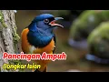 Download Lagu Suara Air sebagai Terapi untuk Burung Murai Batu yang Tidak Berkicau