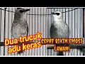 Download Lagu Pancingan Trucuk di pagi hari. Agar cepat ropel
