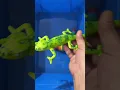 Download Lagu KIDS LEARN BUG AND INSECTS NAMES : LEAF INSECT, LADYBUG, CATTERPILLAR AND CENTIPEDE| INSECT TOYS