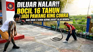 DILUAR NALAR!! BOCIL 16 TH JADI PAWANG KING COBRA, DARI UMUR 5 TH SERING DIGIGIT ULAR BERBISA