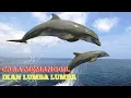 Download Lagu #lumbalumba #dolphin Cara Unik Memanggil Ikan Lumba lumba