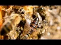 Download Lagu Honeybee Queen making a tooting sound!