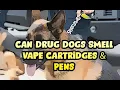 Can Drug Sniffing Dogs Smell Vape Cartridges Wax