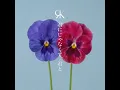 君にじゃなくて、君と - Kiminijanakutekimito - REIKO