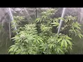Indoor grow 2023 Humboldt All Gas OG week 4 flowering