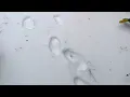 An air sa dol Bri snow