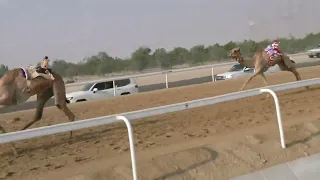 الشوط 19 شديده للسيد مكتوم عبيد سلوم الراشدي توقيت 4 29 