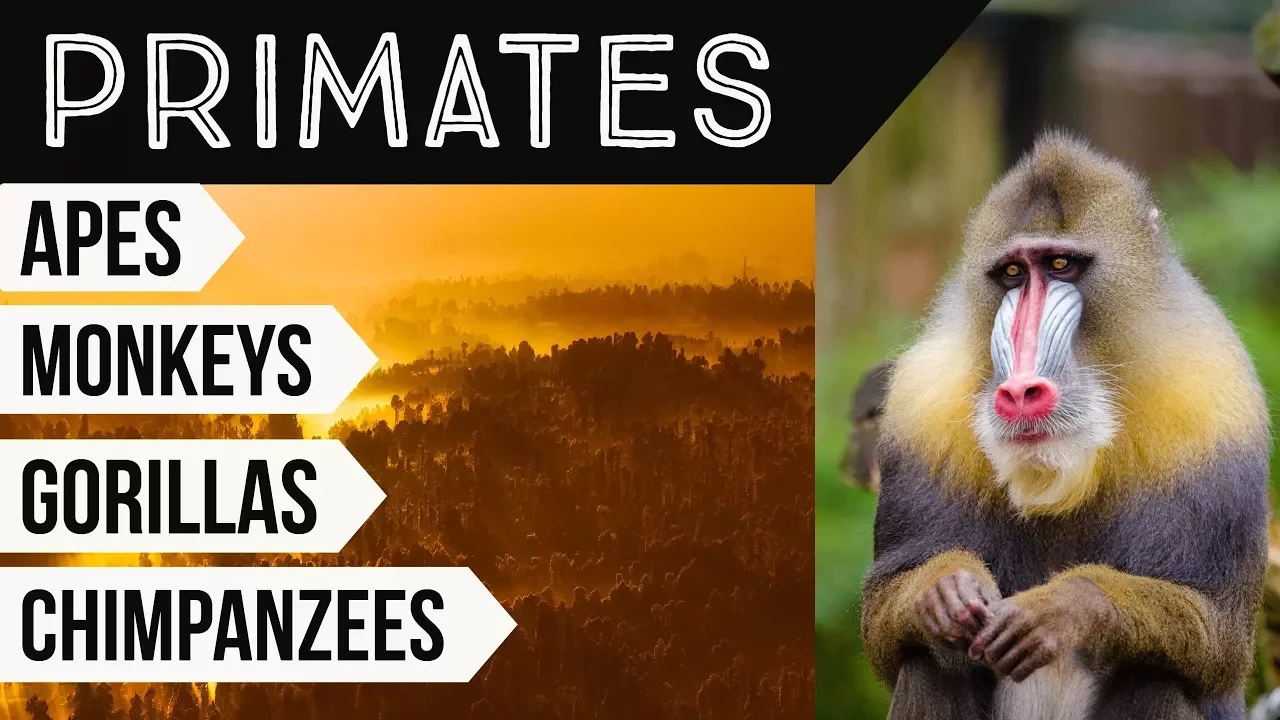 Anthropology Optional for UPSC Mains - Primates, their characteristics and evolution