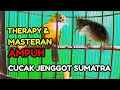Download Lagu Cucak Jenggot Medan Jantan Betina Bersahutan //Therapy Ampuh CJ Medan Bahan