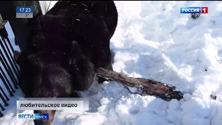 В Большереченском зоопарке вышел из спячки бурый медведь Кузя