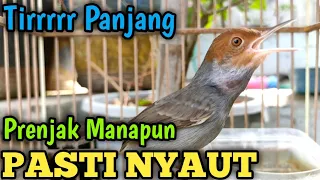 Download Ajak Prenjak Betina Gacor Ngetir Panjang, 100% Ampuh ajak Prenjak manapun pasti NYAUT LANGSUNG MP3