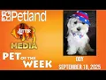 Petland-Litter Media Pet of the Week for September 18 2025 Ody