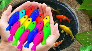 Catch Colorful Tropical Fish in Giant Colorful Eggs, Discus, Baby Turtle, Carp, Ranchu Fish, Guppies