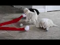 Havapoo Puppies For Sale