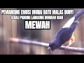 Download Lagu MASTERAN MURAI BATU JUARA FULL TEMBAKAN MEWAH PEMANCING EMOSI AGAR BONGKAR ISIAN