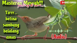 prenjak betina gacor ngetir panjang sambung belalang emas audio jernih cocok buat masteran