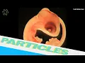 Brain parasites make their way into shell-bound baby lizards
