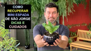Como Recuperar Mini Espada de São Jorge, Dicas e Cuidados