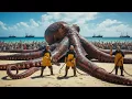 Lagu 48 Hours Hunting the Ocean’s Biggest Octopus – Inside a $500 Million Deep Sea Longline Operation
